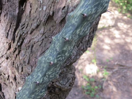 Cereus spegazzinii (Cereus spegazzinii)