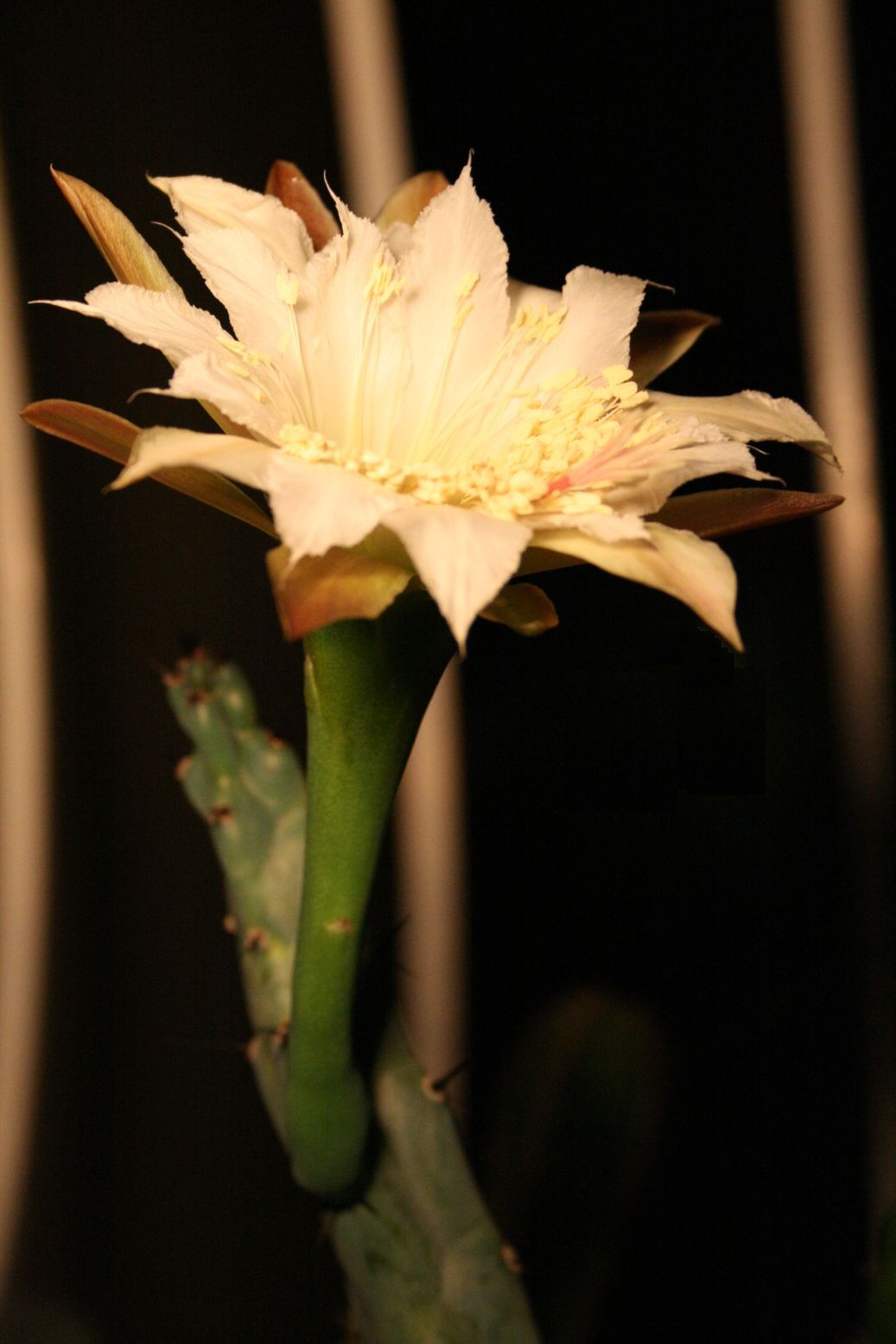 Cereus spegazzinii: Cereus spegazzinii (Cereeae; Cactaceae; Planta) virágzó hajtása