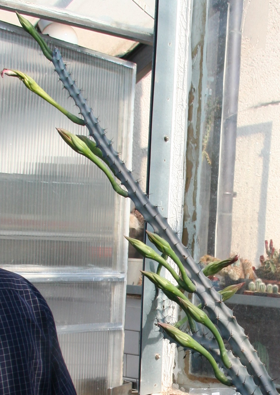Cereus spegazzinii: Cereus haageanus