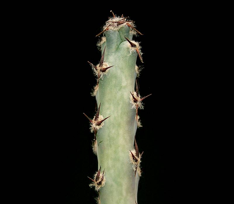 Cereus spegazzinii: Cereus spegazzinii