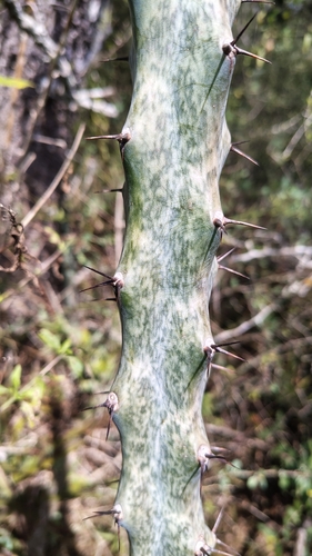Cereus spegazzinii (Cereus spegazzinii)