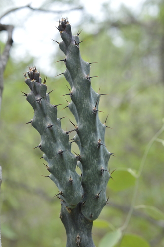Cereus spegazzinii (Cereus spegazzinii)