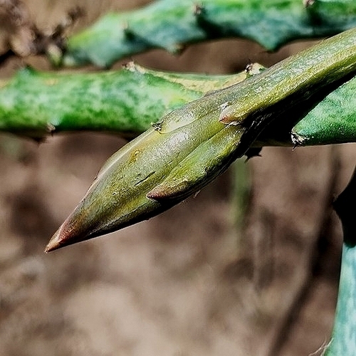 Cereus spegazzinii (Cereus spegazzinii)