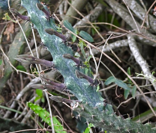 Cereus spegazzinii (Cereus spegazzinii)