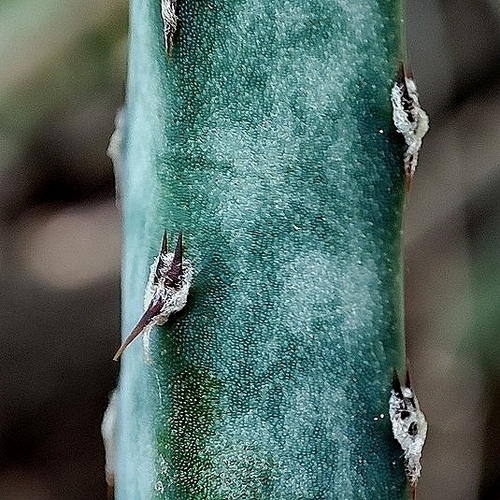Cereus spegazzinii (Cereus spegazzinii)