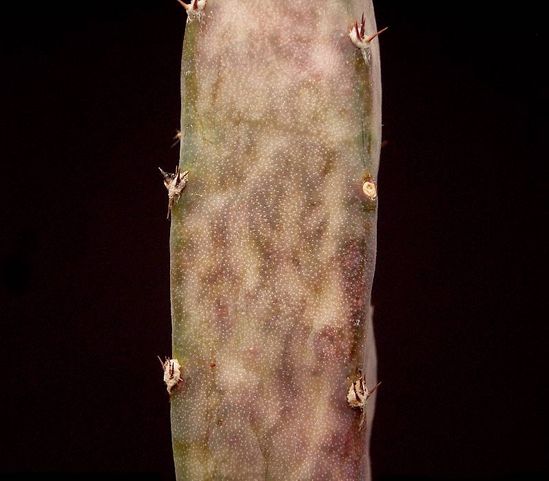 Cereus spegazzinii: Cereus spegazzinii