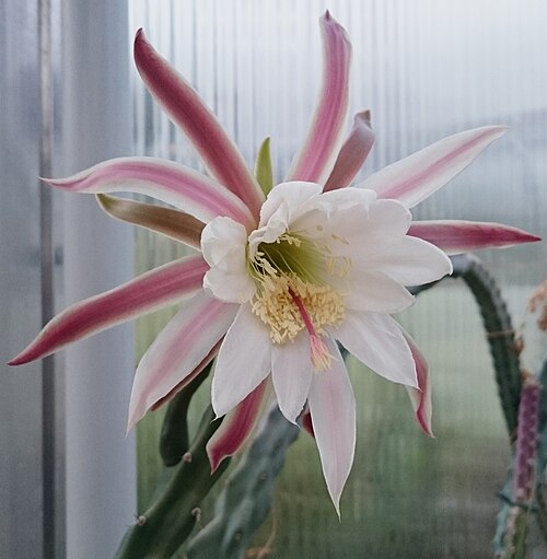 Cereus spegazzinii: Cereus haageanus mit Blüte