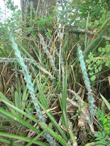 Cereus spegazzinii (Cereus spegazzinii)