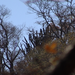 Cereus stenogonus (Cereus stenogonus)