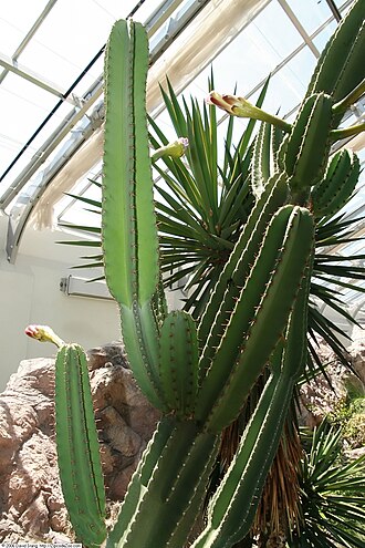 Cereus stenogonus: Location taken: United States Botanic Garden. Names: Cereus stenogonus K. Schum., Caracoré, Cereu Classification: Plantae > Magnoliophyta > Magnoliopsida > Cary