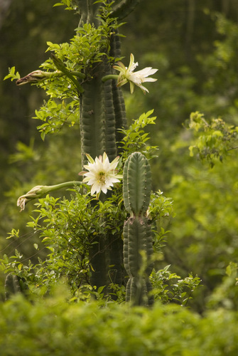 Cereus stenogonus (Cereus stenogonus)