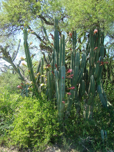 Cereus stenogonus (Cereus stenogonus)