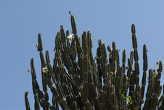 Cereus stenogonus (Cereus stenogonus)