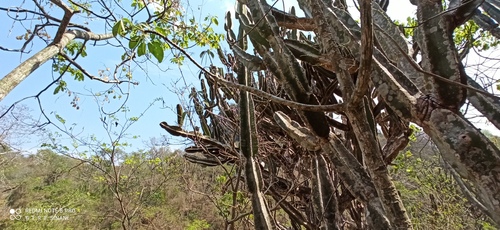 Cereus stenogonus (Cereus stenogonus)