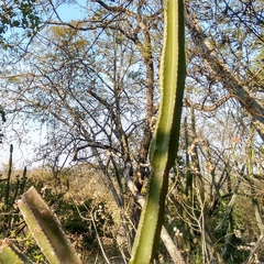 Cereus stenogonus (Cereus stenogonus)