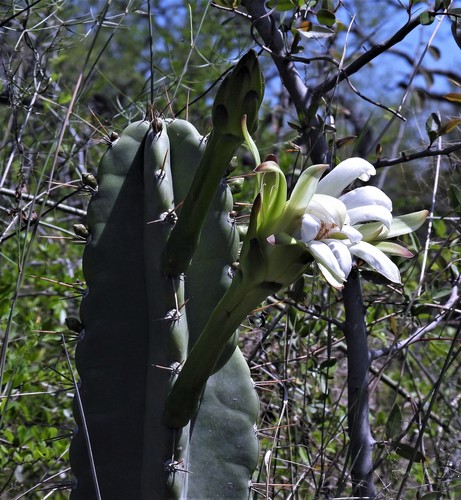 Cereus stenogonus (Cereus stenogonus)
