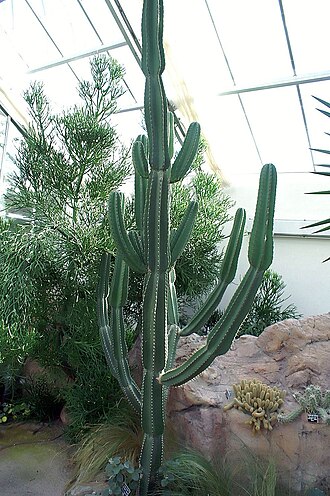 Cereus stenogonus: Location taken: United States Botanic Garden. Names: Cereus stenogonus K. Schum., Caracoré, Cereu Classification: Plantae > Magnoliophyta > Magnoliopsida > Cary