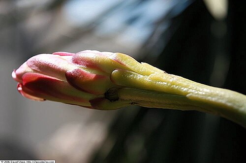 Cereus stenogonus: Location taken: United States Botanic Garden. Names: Cereus stenogonus K. Schum., Caracoré, Cereu Classification: Plantae > Magnoliophyta > Magnoliopsida > Cary