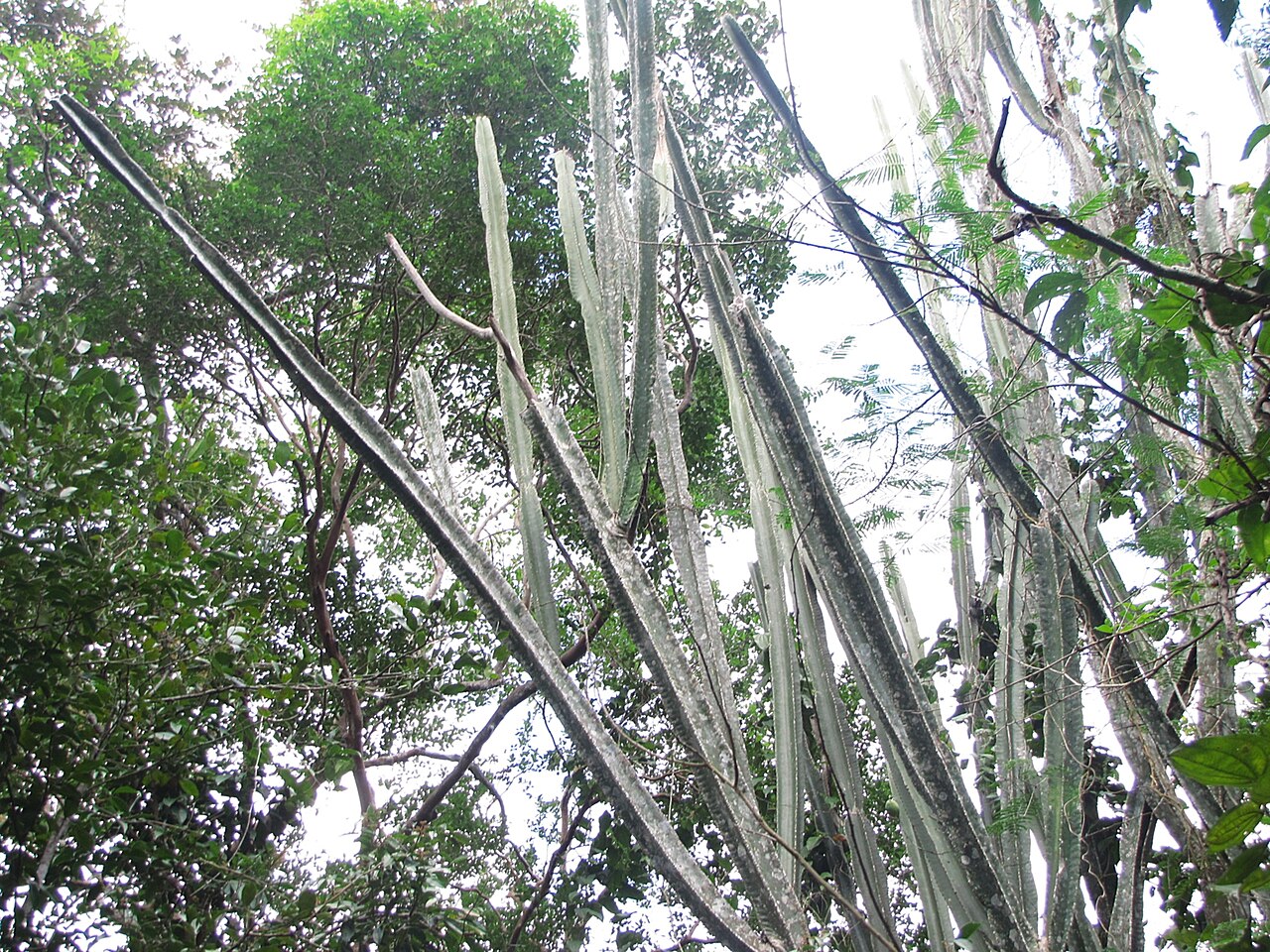 Cereus trigonodendron: Cereus trigonodendron in Peru