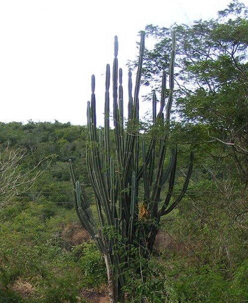 Cereus trigonodendron: Thank you bob ressler for the pic.