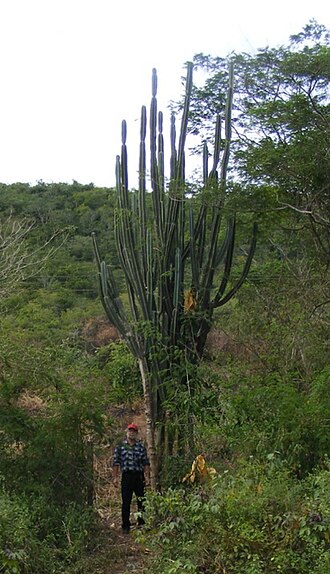 Cereus trigonodendron: Thank you bob ressler for the pic.