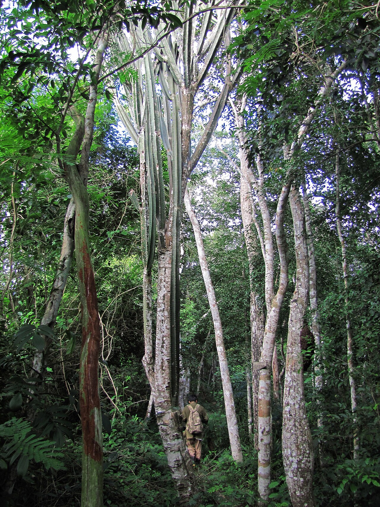 Cereus trigonodendron: Cereus trigonodendron in Peru