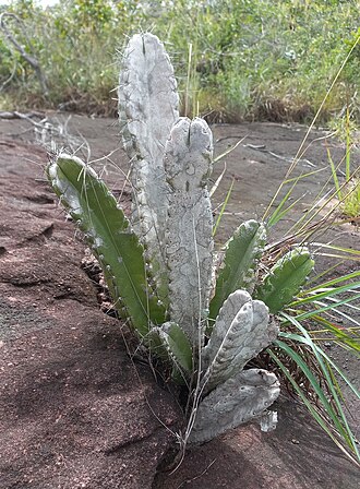 Cereus trigonodendron: Cereus trigonodendron in Brazil