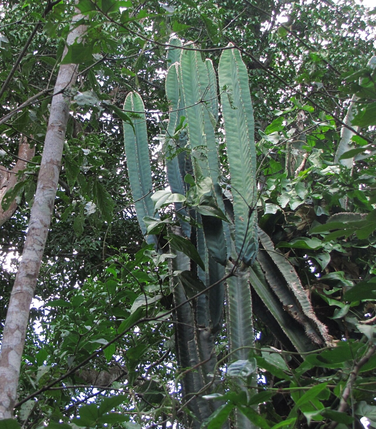 Cereus trigonodendron: Cereus trigonodendron in Peru