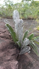Cereus trigonodendron (Cereus trigonodendron)