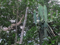 Cereus trigonodendron (Cereus trigonodendron)