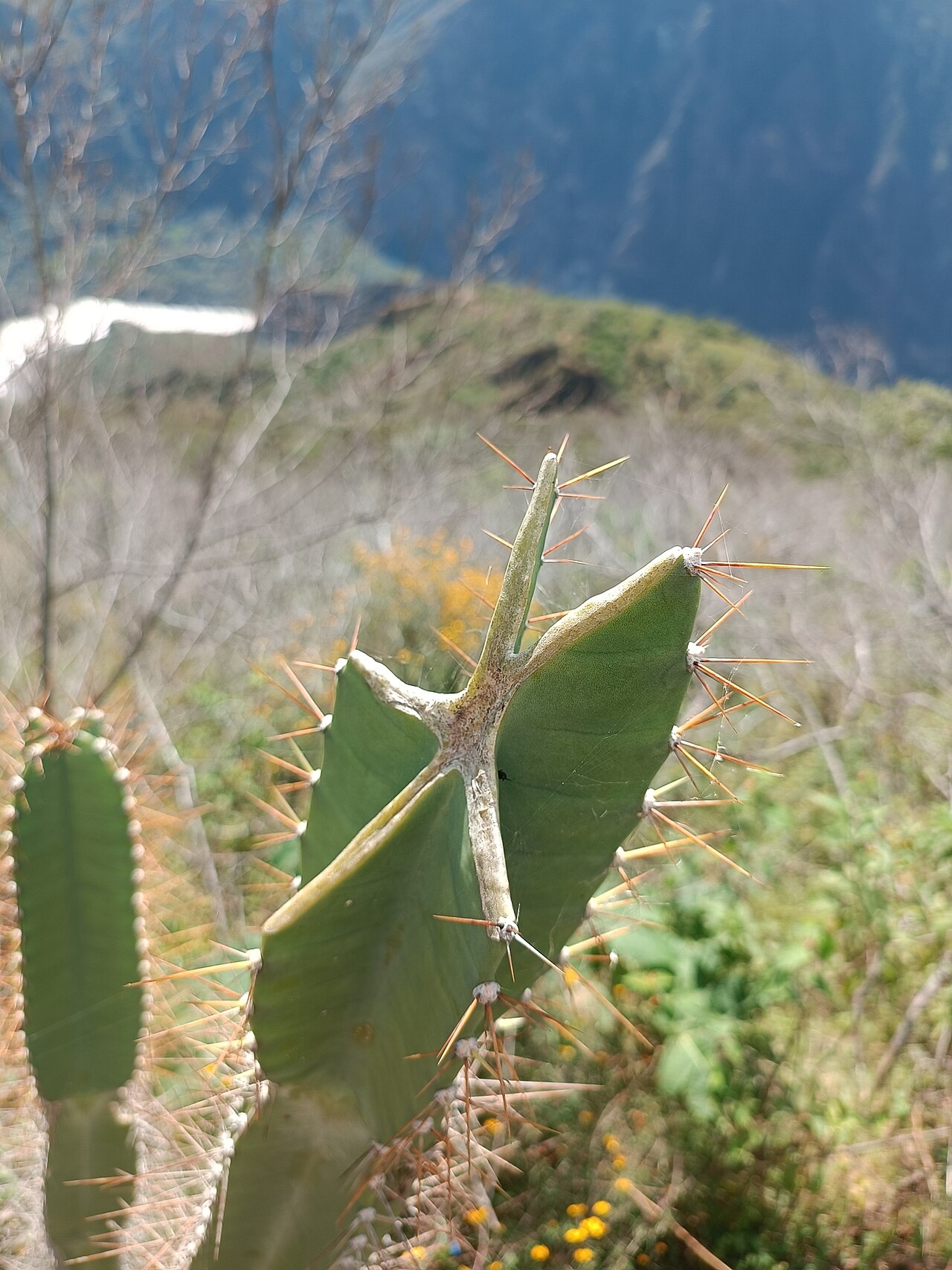 Cereus vargasianus: Cereus vargasianus, Ayacucho, PE, 2024-04-28 (iNaturalist).
