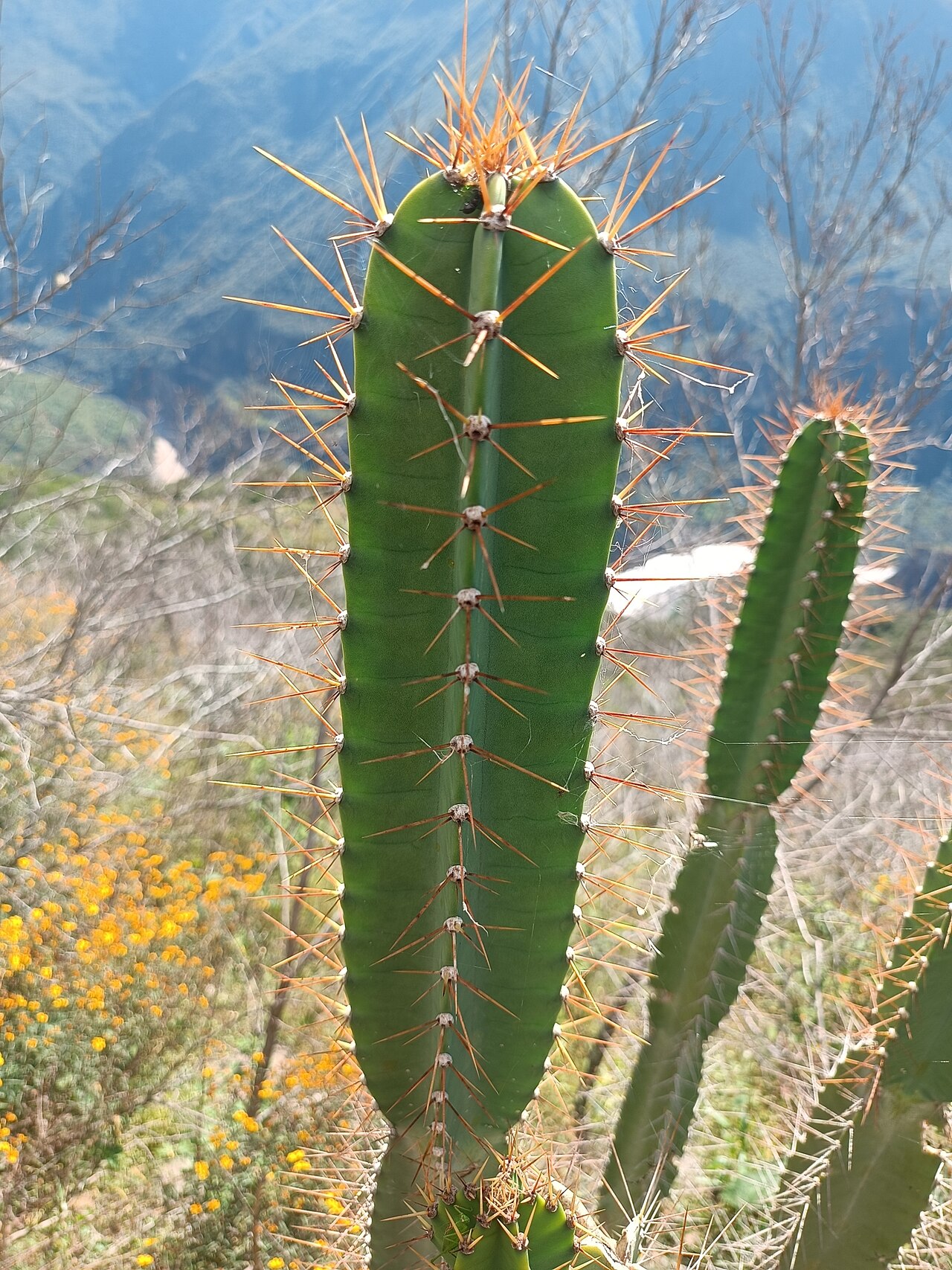 Cereus vargasianus: Cereus vargasianus, Ayacucho, PE, 2024-04-28 (iNaturalist).