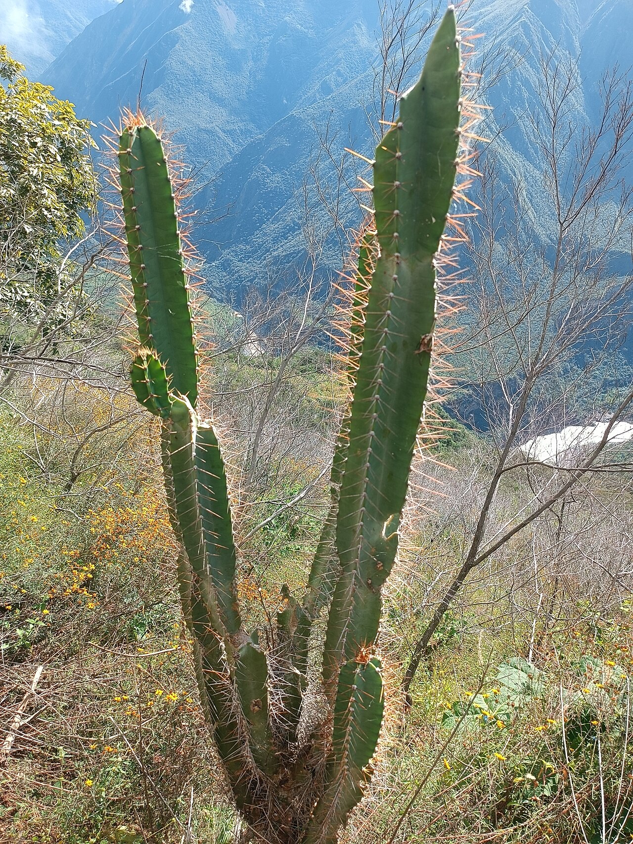 Cereus vargasianus: Cereus vargasianus, Ayacucho, PE, 2024-04-28 (iNaturalist).