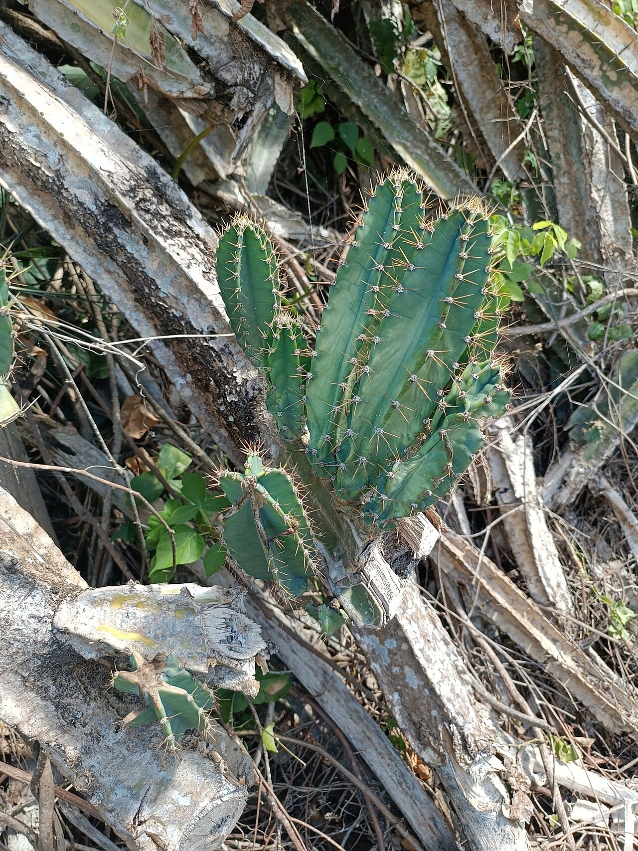 Cereus vargasianus: Cereus vargasianus, Cusco, PE, 2024-04-28 (iNaturalist).