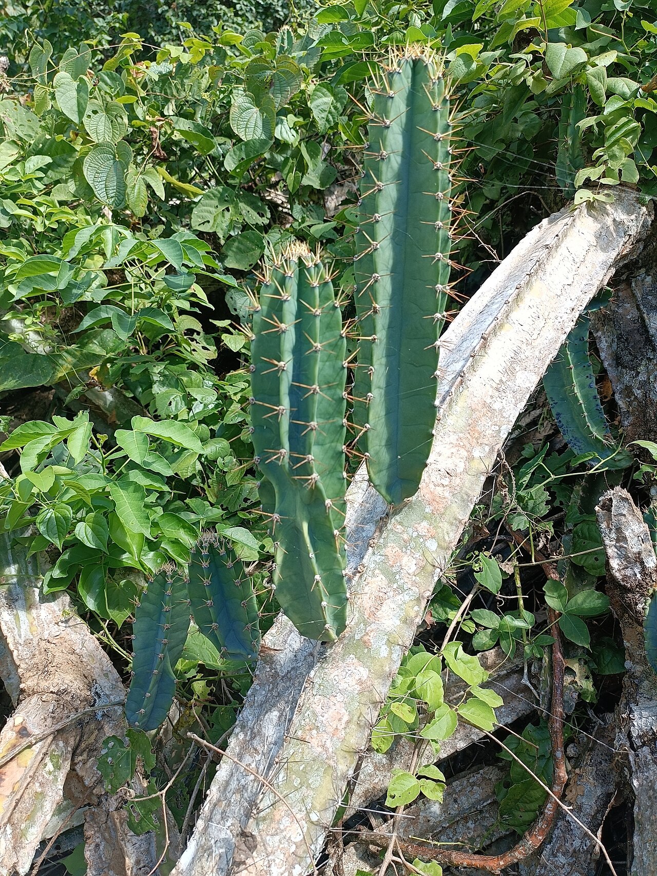 Cereus vargasianus: Cereus vargasianus, Cusco, PE, 2024-04-28 (iNaturalist).