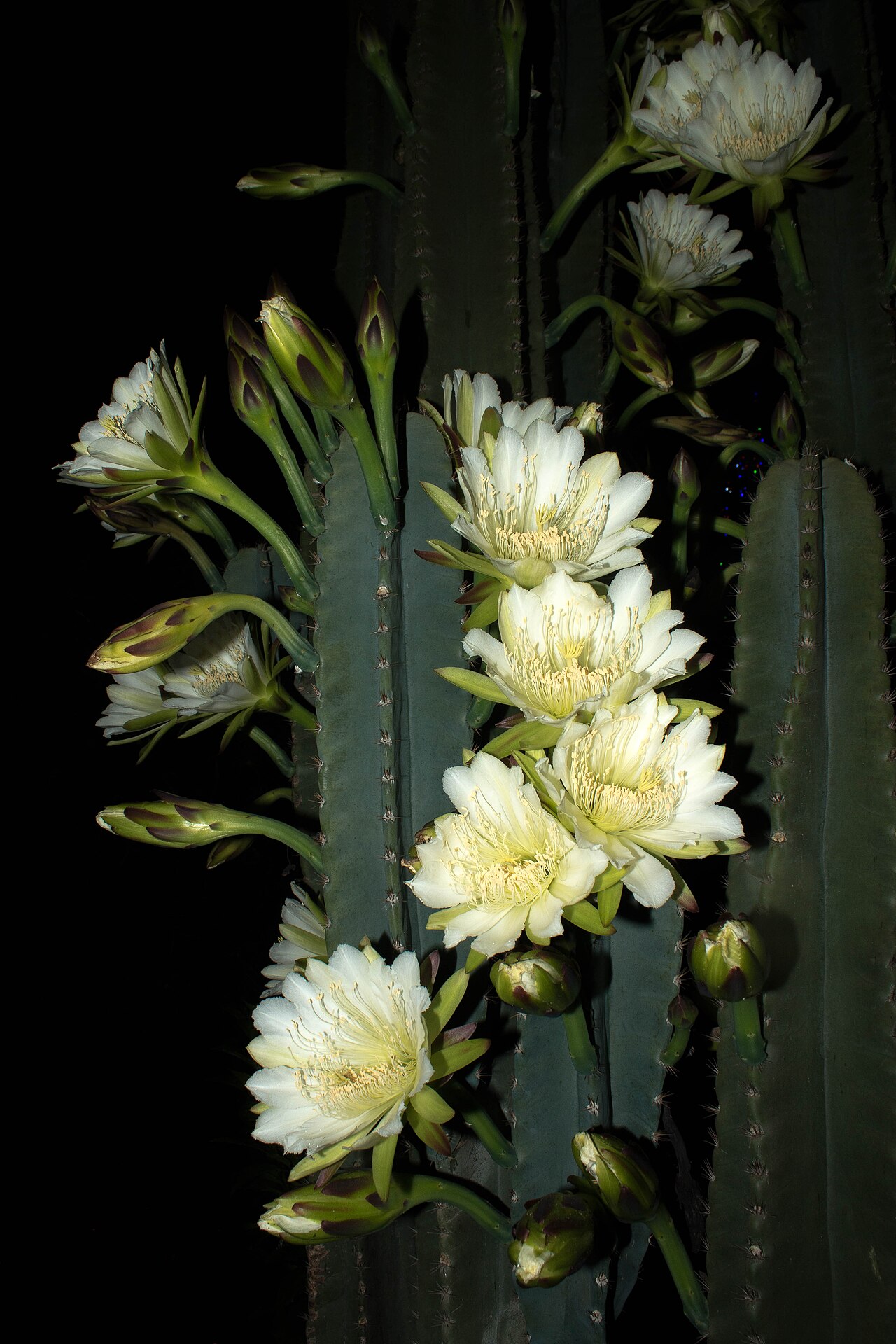 Cereus vargasianus: Cactus arborescente de flores nocturnas.