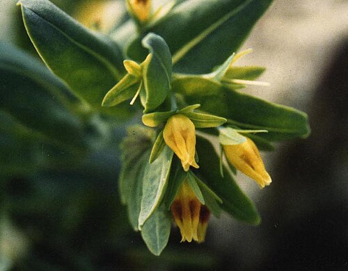 Cerinthe glabra: Cerinthe glabra