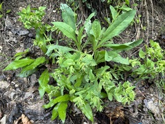Cerinthe glabra (Cerinthe glabra)