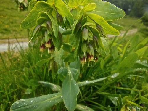Cerinthe glabra (Cerinthe glabra)