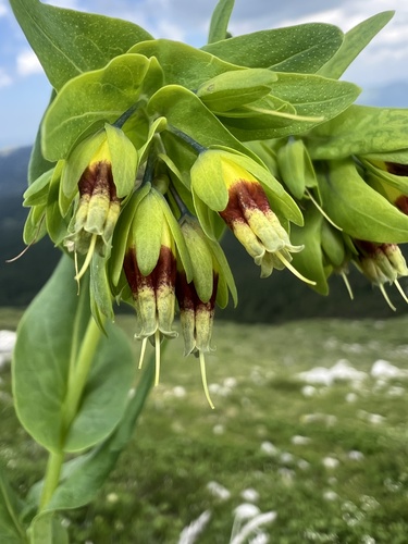 Cerinthe glabra (Cerinthe glabra)