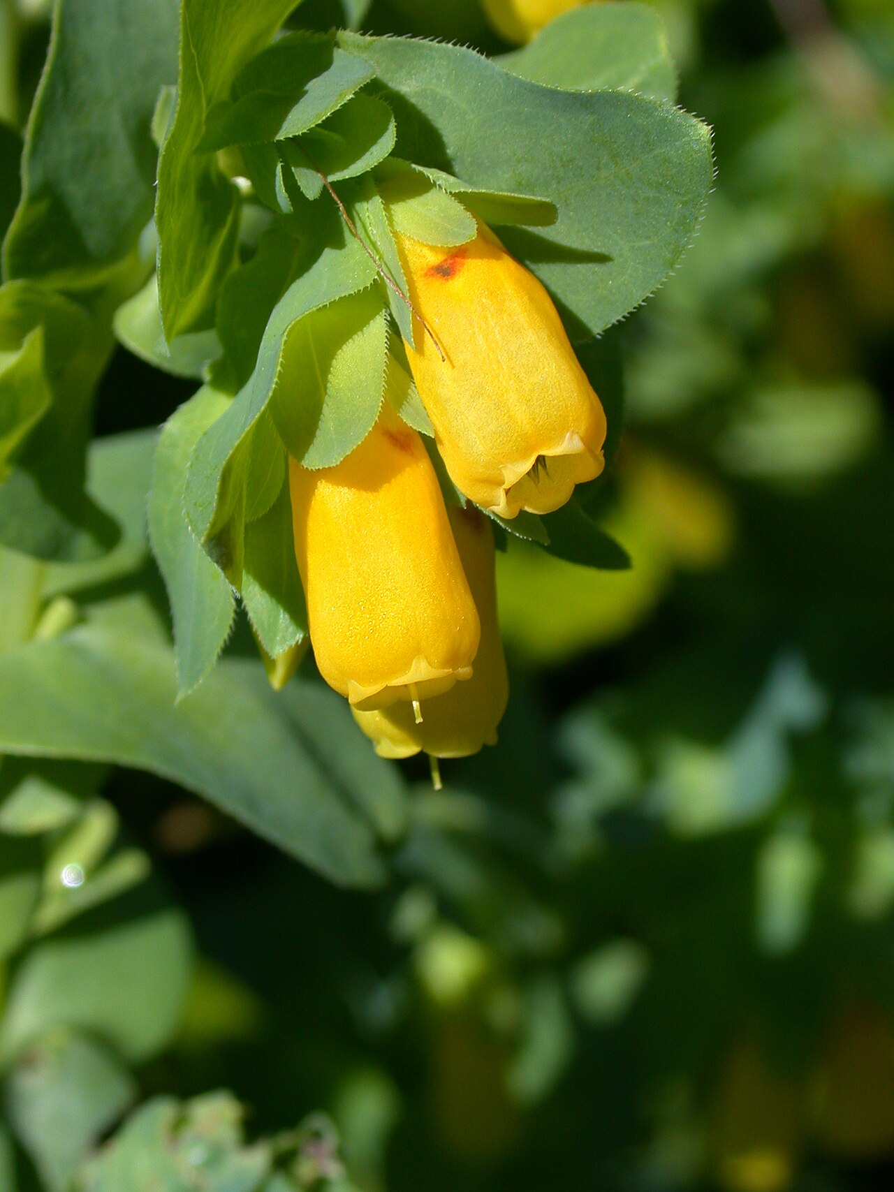 Cerinthe glabra: Cerinthe glabra (Boraginaceae), Botanical Garden Bern, Switzerland