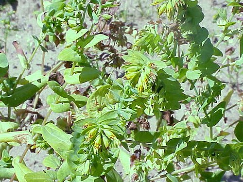 Cerinthe glabra (Cerinthe glabra)
