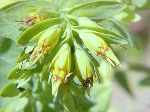 Cerinthe glabra (Cerinthe glabra)