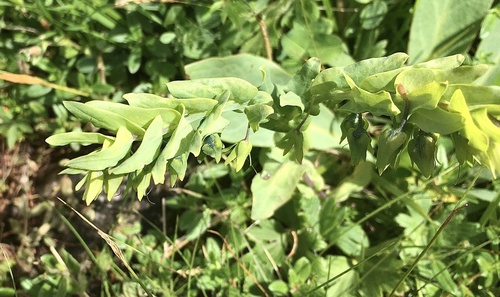 Cerinthe glabra (Cerinthe glabra)