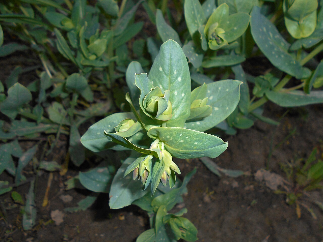 Cerinthe glabra: Ośmiał alpejski ( Cerinthe glabra ), Ogród Botaniczny UMCS w Lublinie.