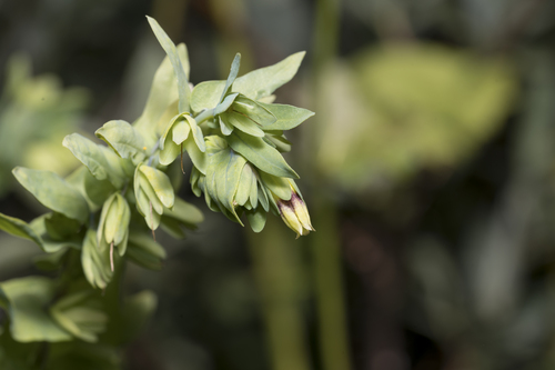 Cerinthe glabra (Cerinthe glabra)