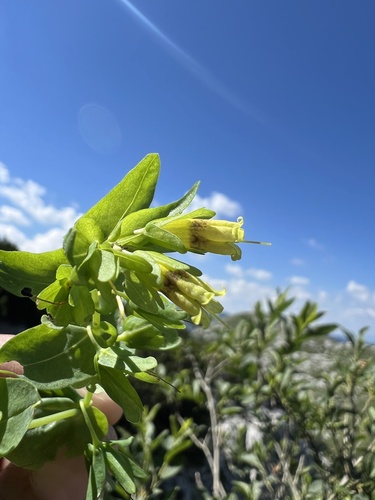 Cerinthe glabra (Cerinthe glabra)