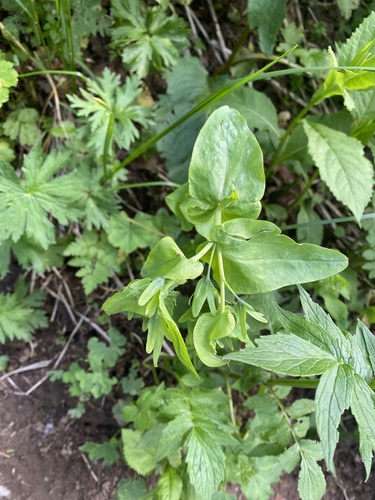 Cerinthe glabra (Cerinthe glabra)