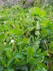 Honeywort (Cerinthe major)