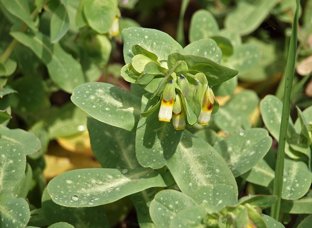Honeywort: Cerinthe gymnandra , prado nitrófilo, a la sombra. Losar de la Vera ( Cáceres , España ).